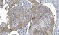 Anti-POR Antibody Picoband™ (monoclonal, 7F5)